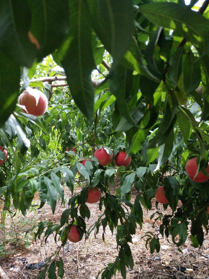 红桃【自家苗圃基地培育的苗子】品种纯正