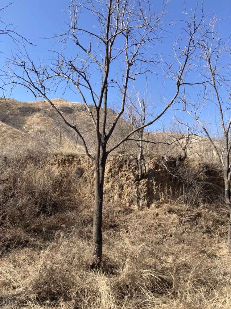 供应河北保定满城柿子树10-20cm，树形好，价格实惠