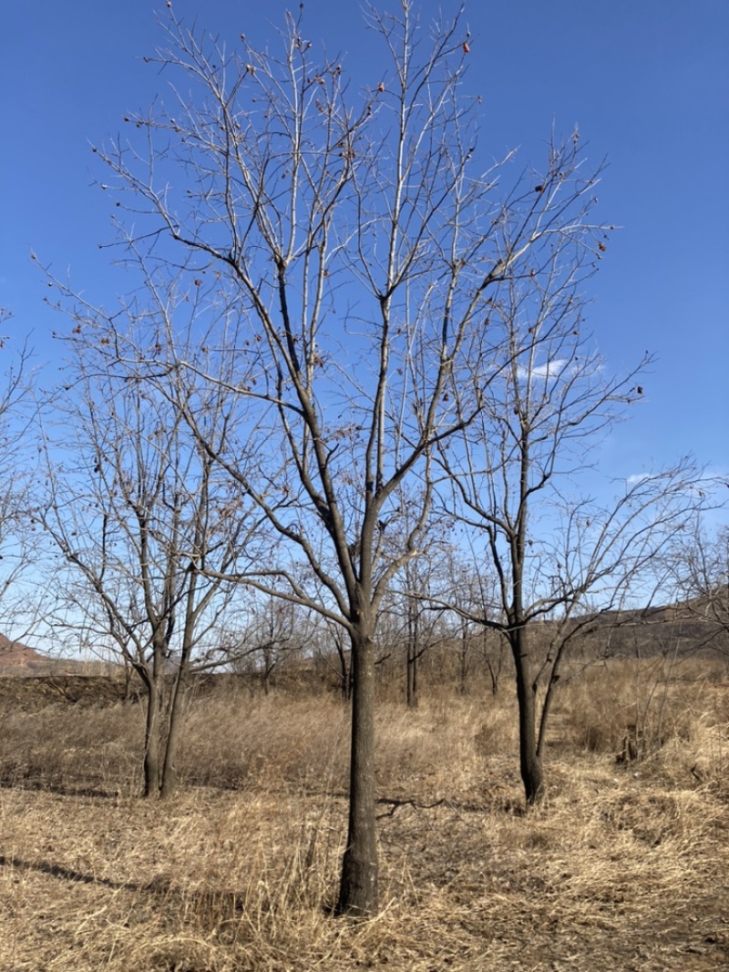 供应河北保定满城柿子树10-20cm，树形好，价格实惠