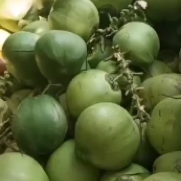 海南文昌东郊椰林椰子批发