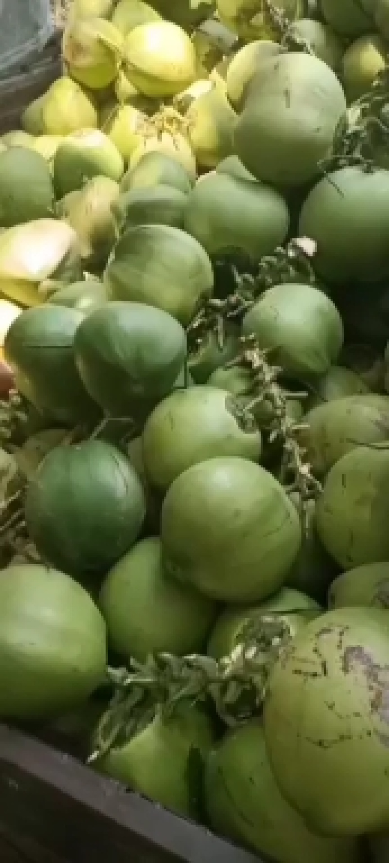 海南文昌东郊椰林椰子批发