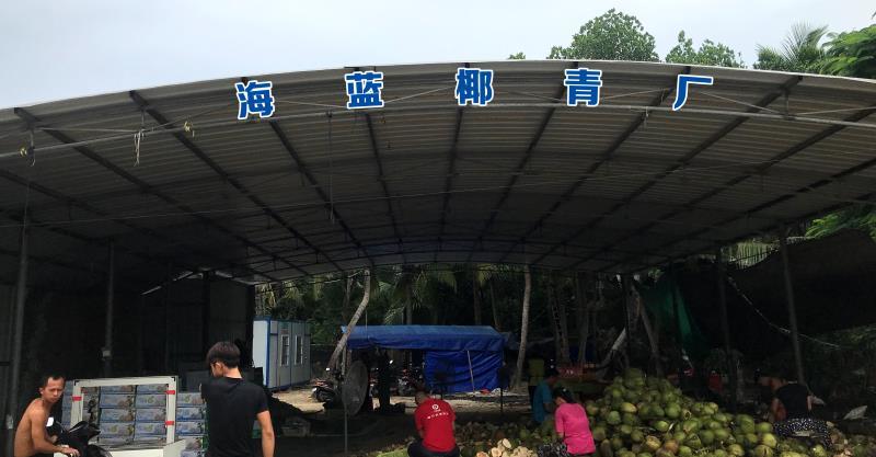 海南文昌东郊椰林椰子批发