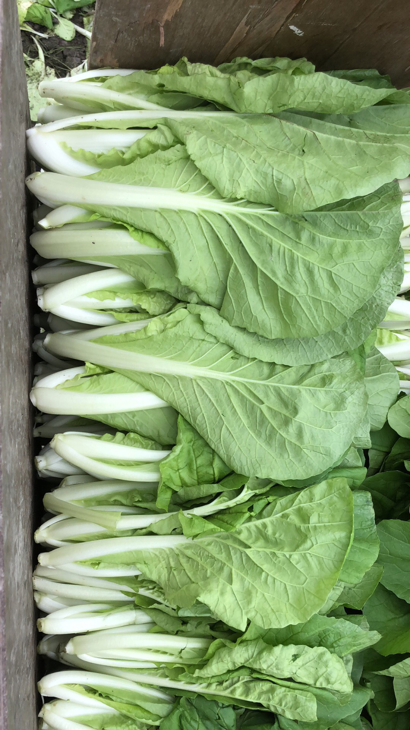 年后大量小白菜上市。