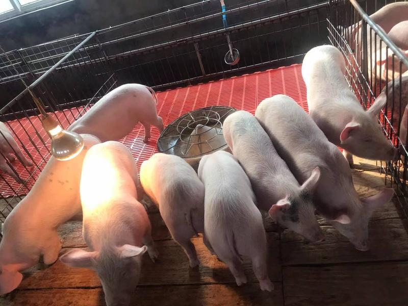 贵州仔猪，品种齐全，猪场选猪，全国物流，送猪到家，