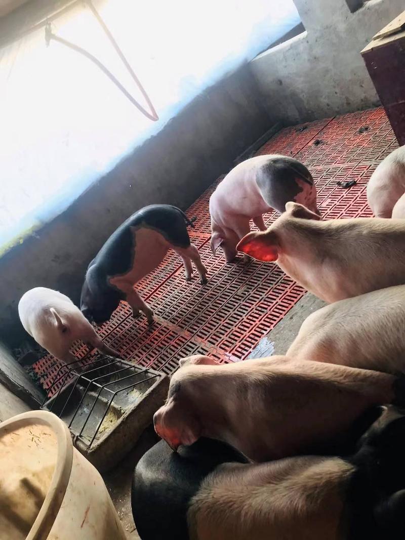 贵州仔猪，品种齐全，猪场选猪，全国物流，送猪到家，