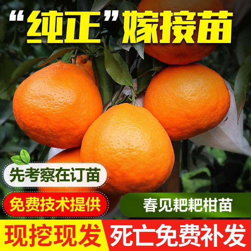 四川丑橘苗丑橘树苗正宗不知火丑八怪柑橘苗春见粑粑柑橘