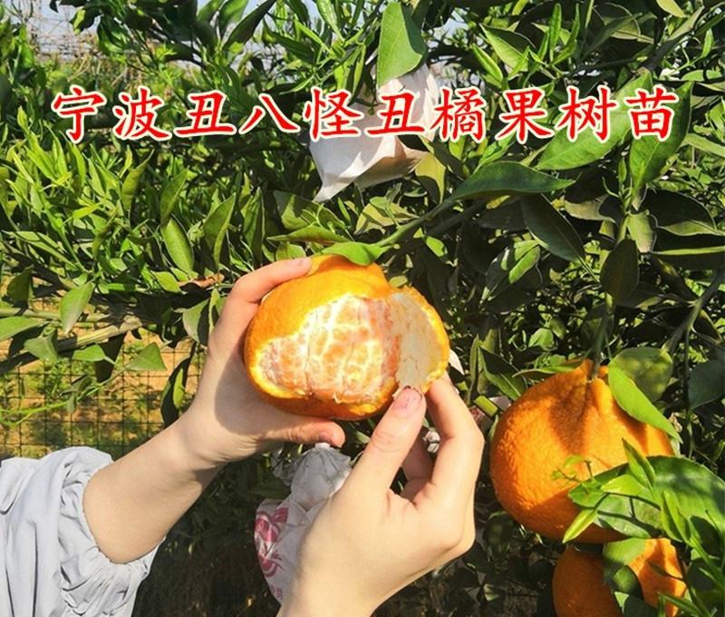 四川丑橘苗丑橘树苗正宗不知火丑八怪柑橘苗春见粑粑柑橘