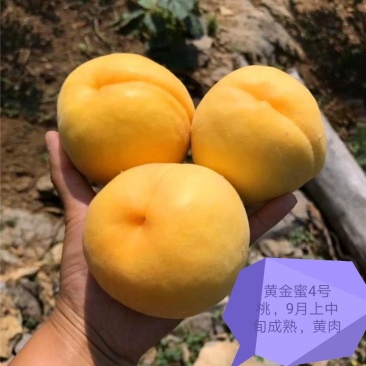 黄金蜜桃4号【自己家苗圃基地培育的苗子】品种纯正