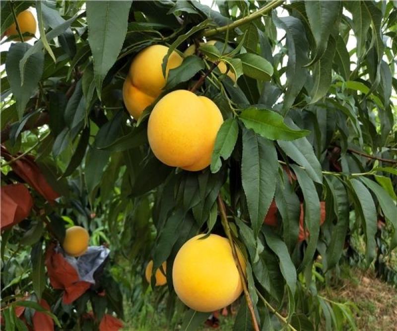 黄金蜜桃4号【自己家苗圃基地培育的苗子】品种纯正