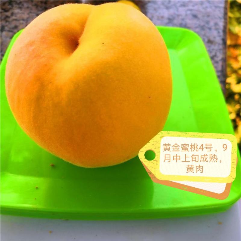 黄金蜜桃4号【自己家苗圃基地培育的苗子】品种纯正