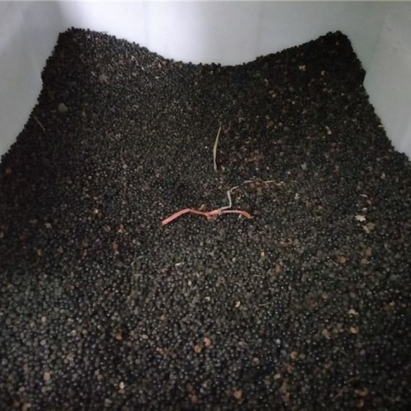 花椒种子山椒红椒麻椒大红袍花椒种子川花椒树刺篱笆
