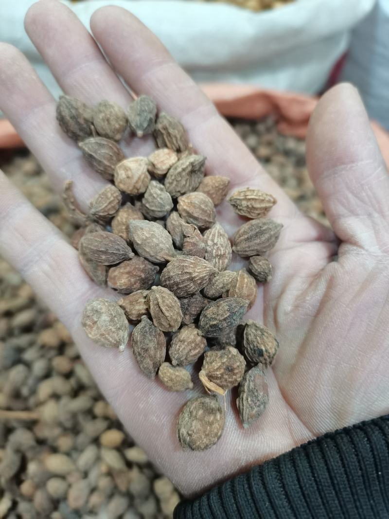 海南益智仁，广东益智仁，大货供应，批零兼营