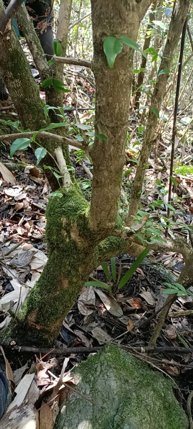 高山自然生长半灌黄杨木