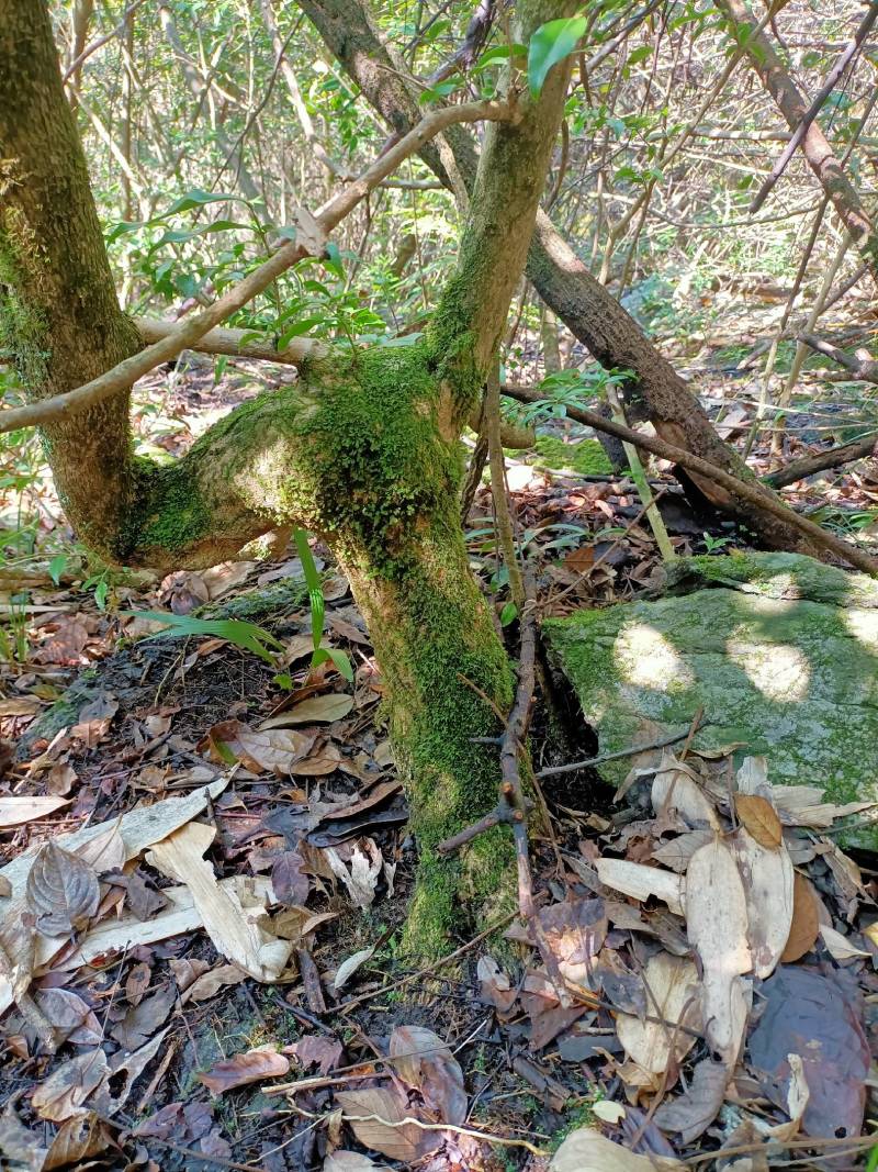 高山自然生长半灌黄杨木