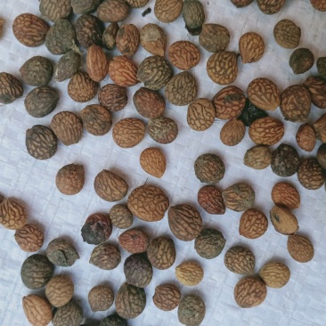 蕤仁，中药材芮仁质量保证，经营各种中药材欢迎咨询合作！