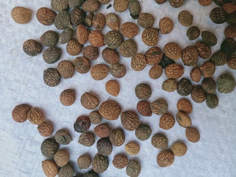 蕤仁，中药材芮仁质量保证，经营各种中药材欢迎咨询合作！