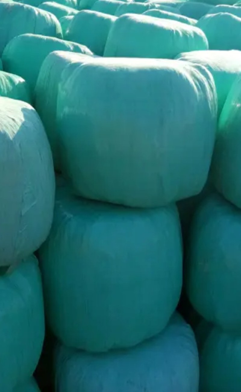 青储玉米秸秆，牛羊草料，玉米秸秆青储