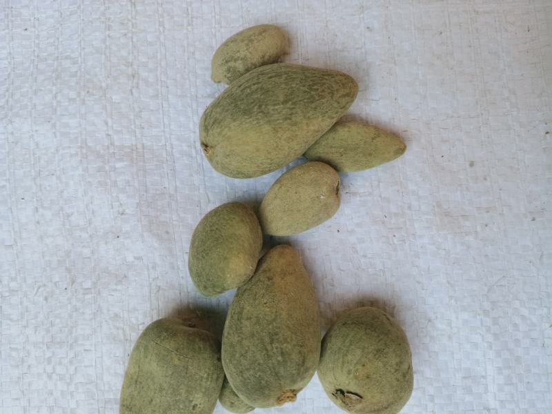 五倍子，圆倍质量保证，经营各种中药材欢迎咨询合作！