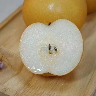 秋月梨树苗【自家苗圃基地的苗子】品种纯正