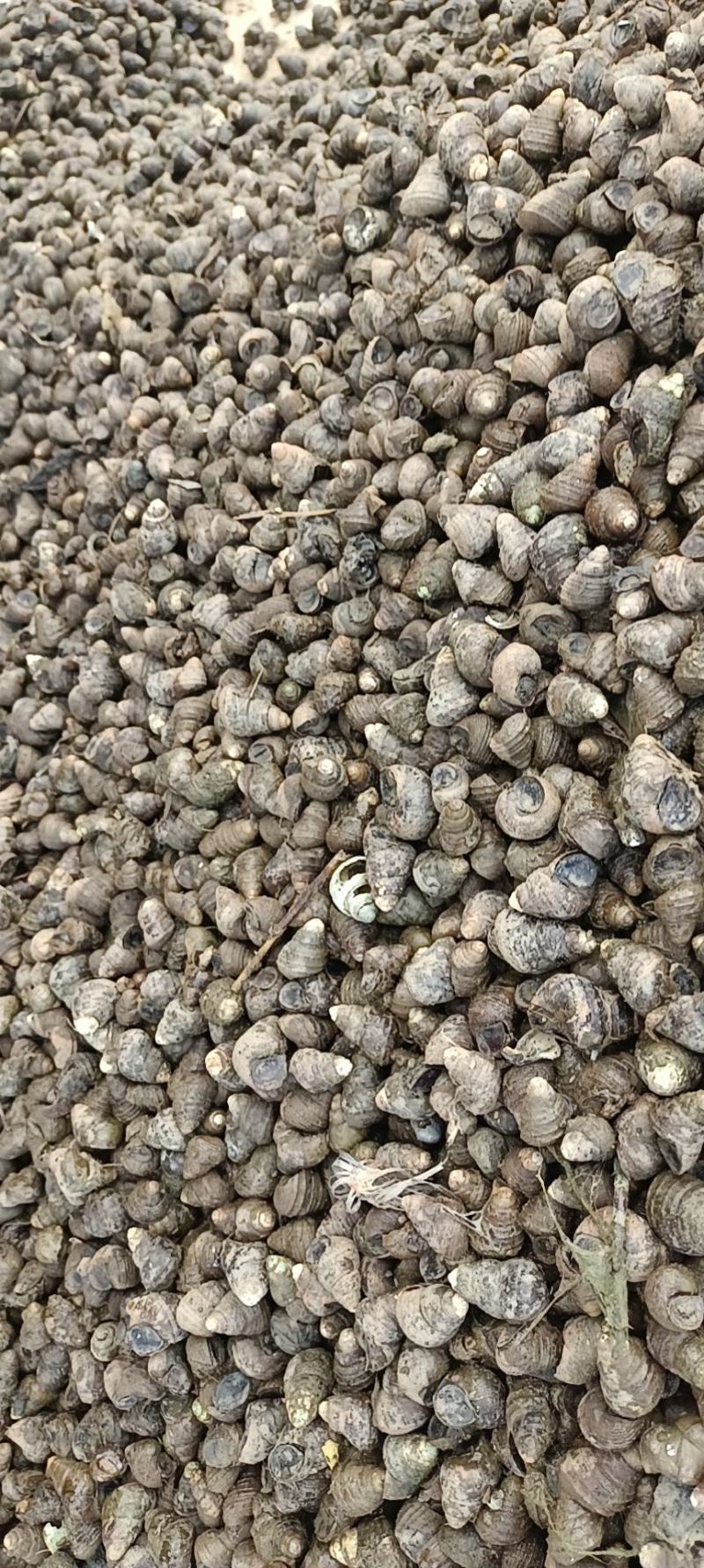 精品螺蛳，欢迎新老客户光临！预订中…