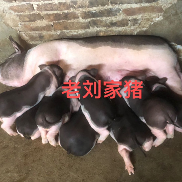 仔猪种猪苗母猪土猪本地农家太湖陆川