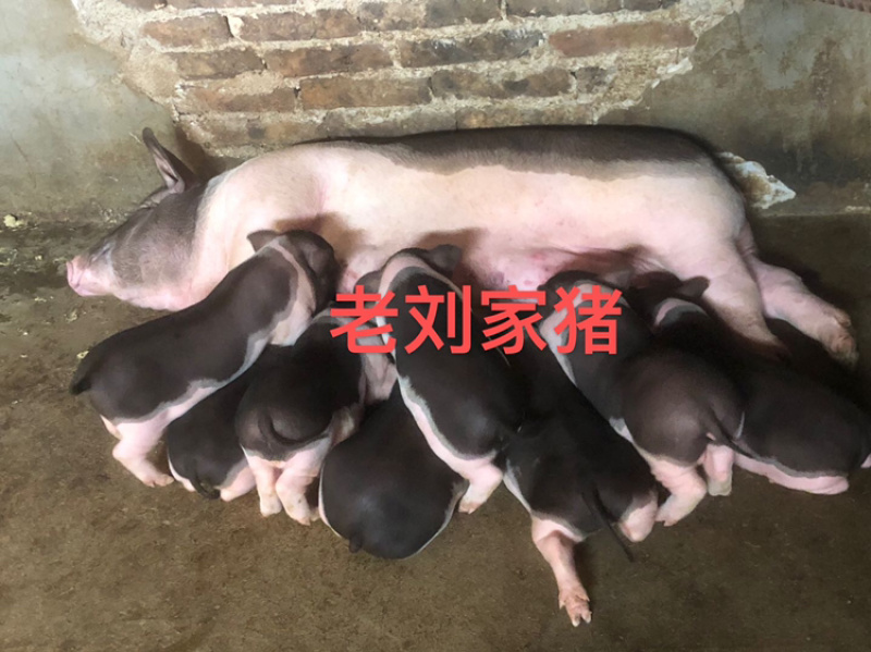 仔猪种猪苗母猪土猪本地农家太湖陆川