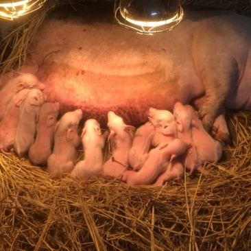 土猪土白猪种猪苗陆川母猪