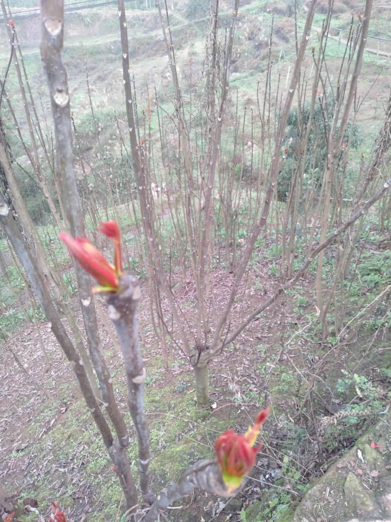香椿芽批发，一手货源，自己种植，自己打包，规格按要求