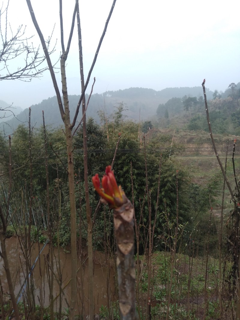 香椿芽批发，一手货源，自己种植，自己打包，规格按要求