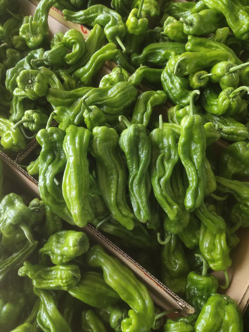 山东精品薄皮椒芜湖椒，产地现货，新鲜色泽鲜艳，供货全国市场