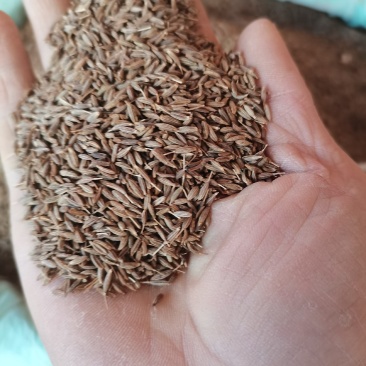 精品新标孜然新货，新彊孜然新货颗粒饱满香味浓批零兼营