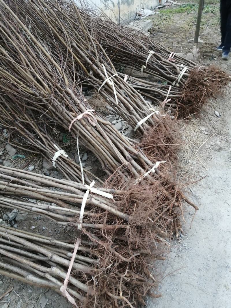 中油19桃树苗【自己家苗圃基地培育的苗子】品种纯正