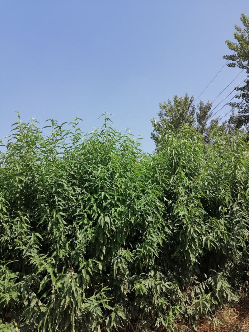 中油19桃树苗【自己家苗圃基地培育的苗子】品种纯正