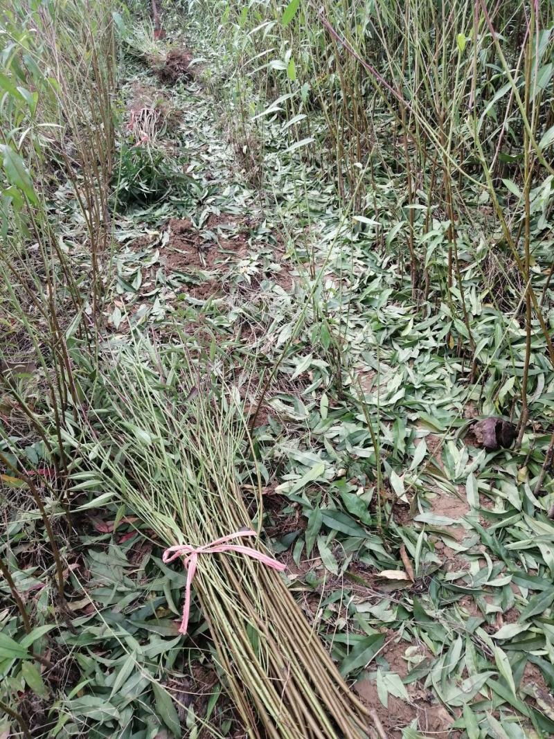 中油19桃树苗【自己家苗圃基地培育的苗子】品种纯正