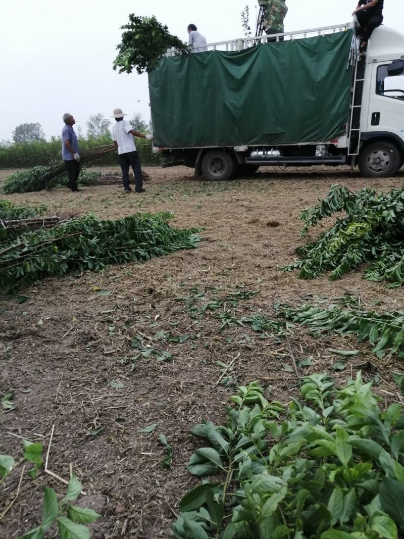 红布朗李子树苗【自己家苗圃基地】