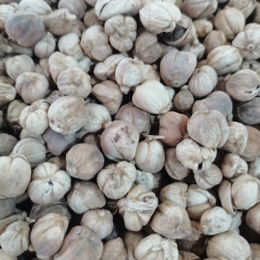 原货白豆蔻，足干无硫，过检原货白豆蔻，大货供应，批零兼营