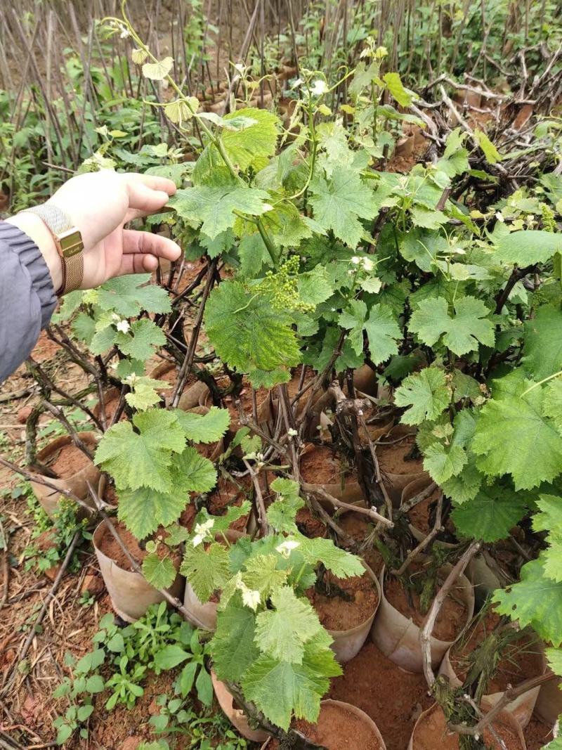 广西阳光玫瑰葡萄苗葡萄苗庭院种植南北方盆栽地栽