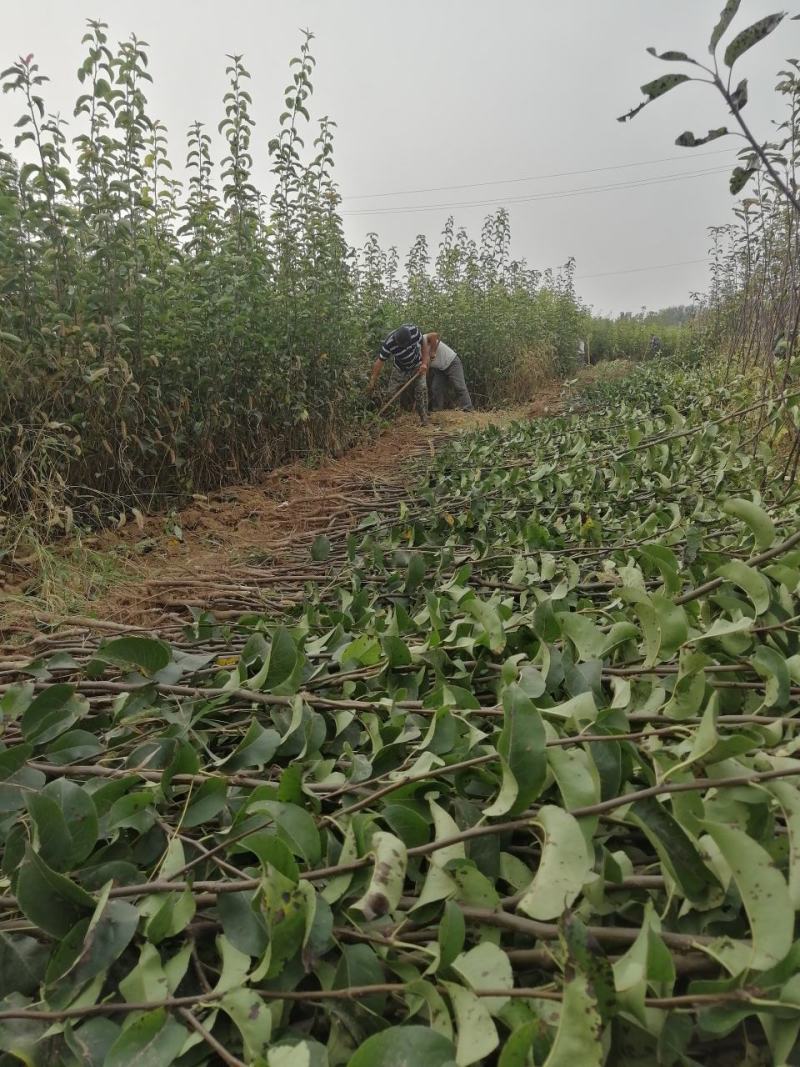 早酥红梨梨树苗【自己家苗圃基地】