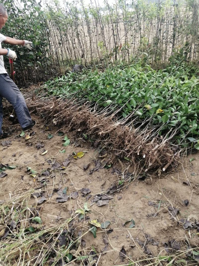 早酥红梨梨树苗【自己家苗圃基地】