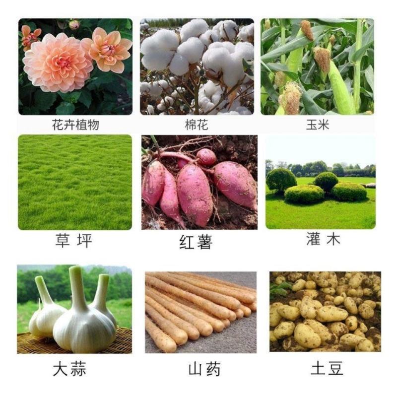 大鹏果欣苄氨基嘌呤三十烷醇细胞分裂长草莓柑橘花芽分化保花
