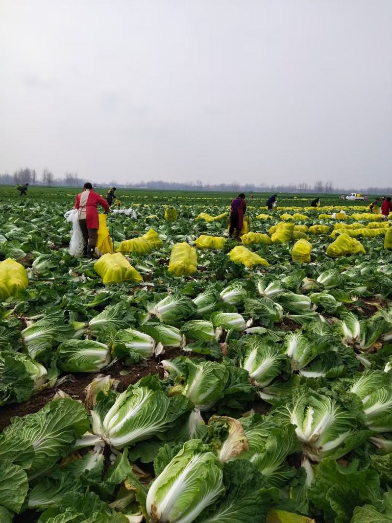 冷库青杂三号白菜，产地直发，货源充足，品质保证欢迎致电