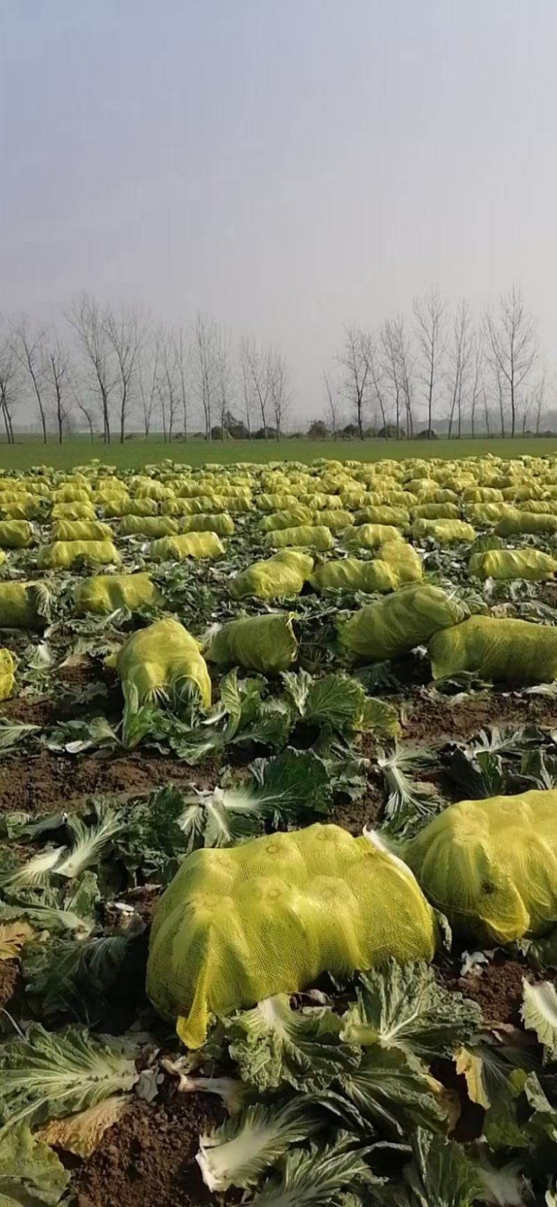 冷库青杂三号白菜，产地直发，货源充足，品质保证欢迎致电