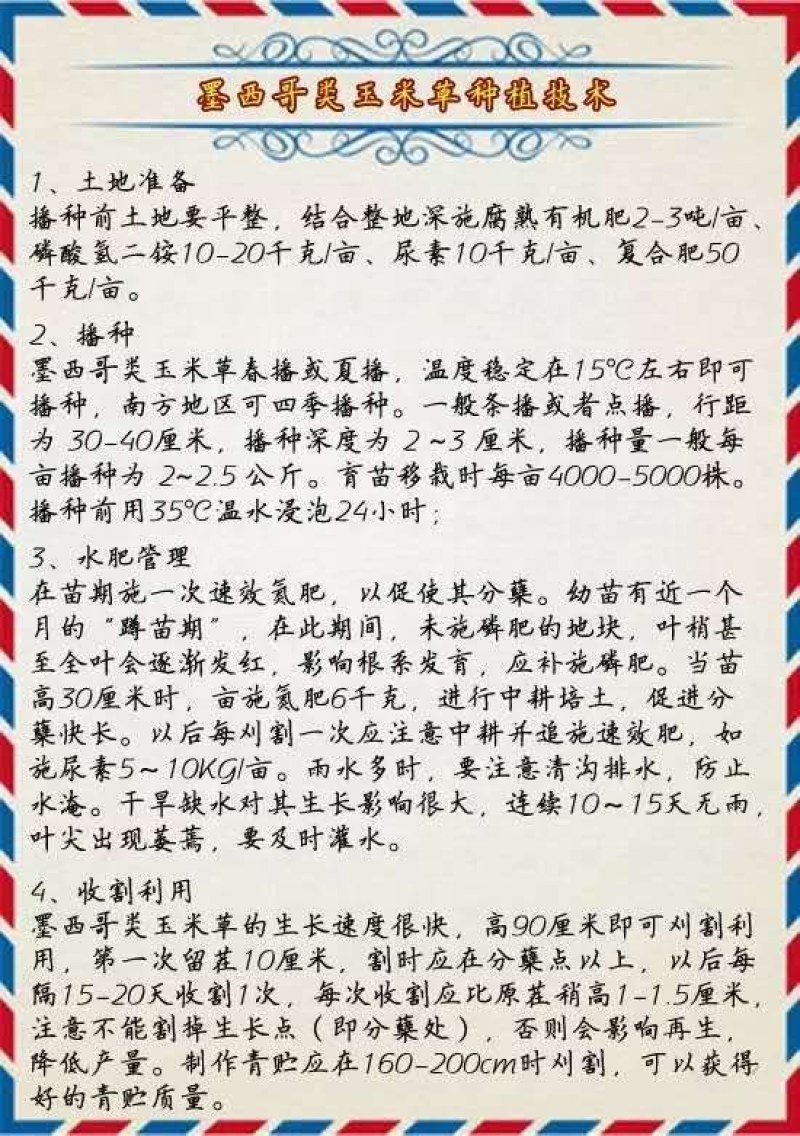 墨西哥玉米草种子5斤/亩春夏季播种(包邮)