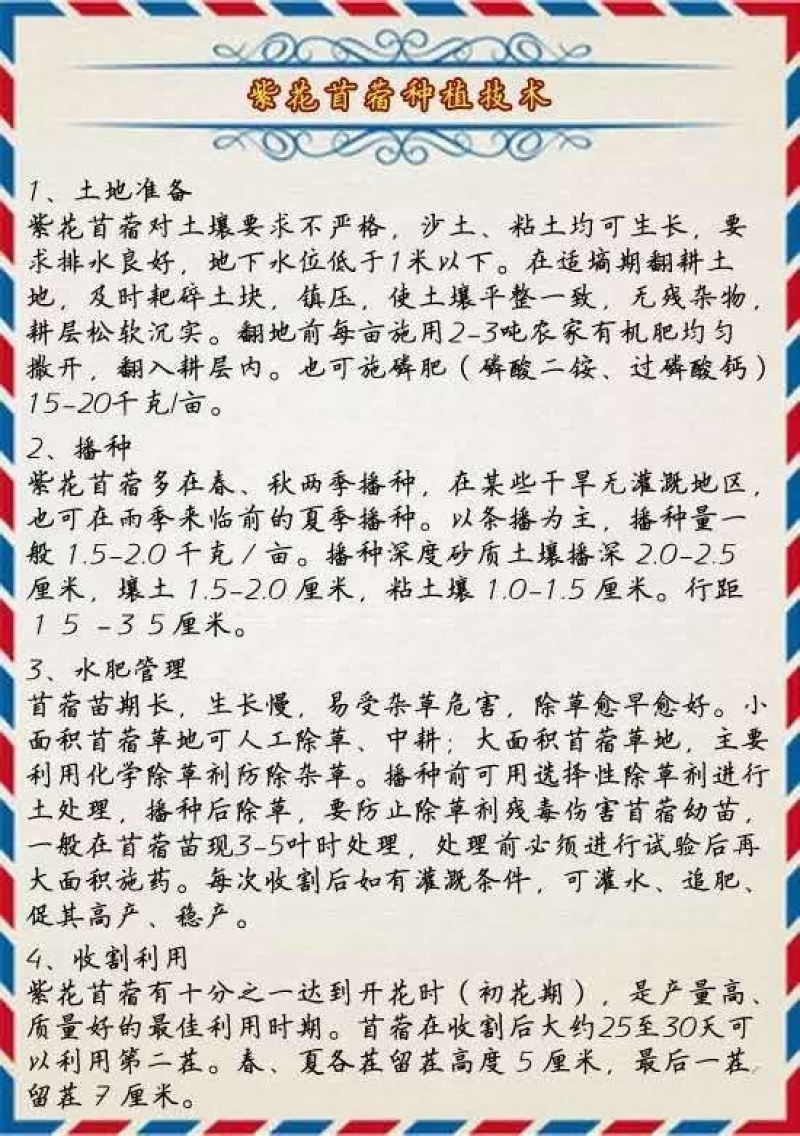 紫花苜蓿种子5斤/亩净籽包邮