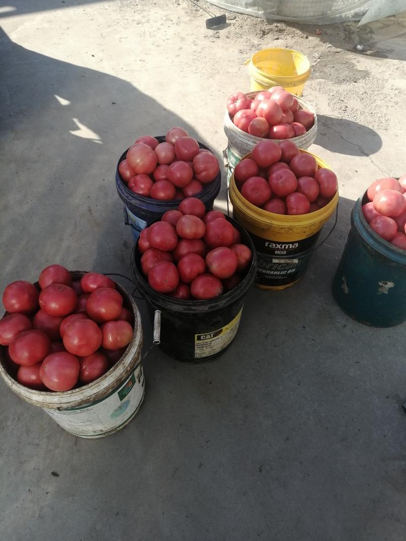 河北串红硬粉西红柿大量上市，颜色好，皮毛亮耐运输