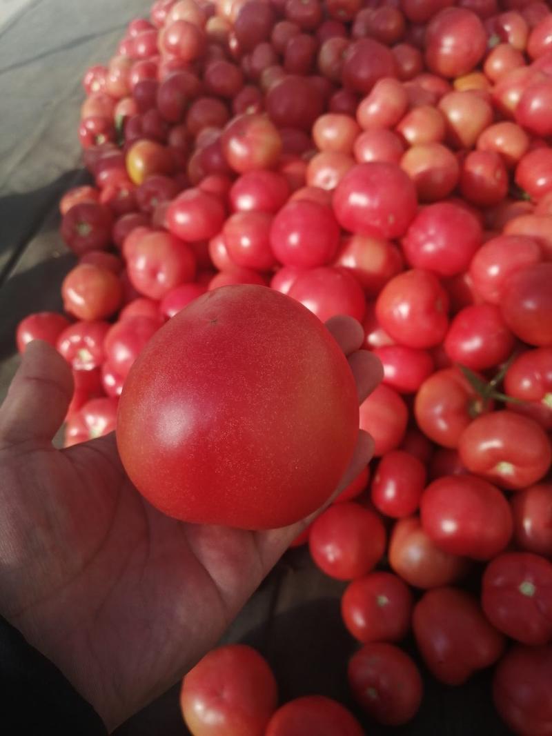 河北串红硬粉西红柿大量上市，颜色好，皮毛亮耐运输