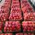 河北乐亭精品硬粉西红柿大量有货，产地直供！一手货源！
