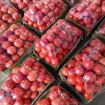 河北乐亭精品硬粉暖棚西红柿大量上市，产地直供，一手货源！