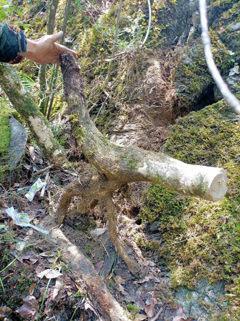 珍珠黄杨造型下山桩。