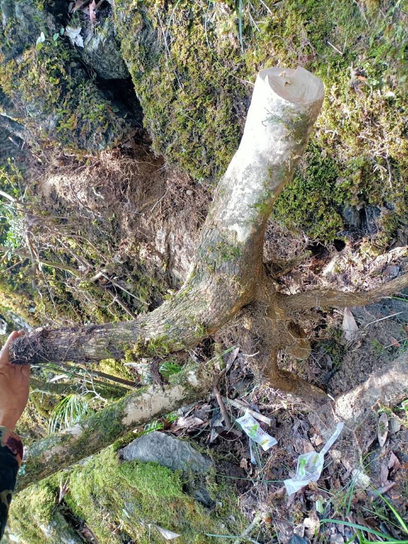 珍珠黄杨造型下山桩。